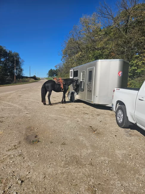 Kiefer Horse Trailer (Horse) rental photo